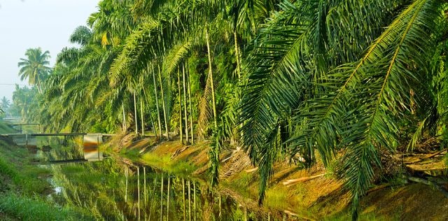 Palmolja  - vad, hur och varför?