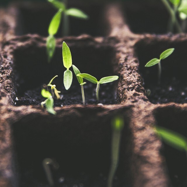 Anlägg din egen kryddträdgård