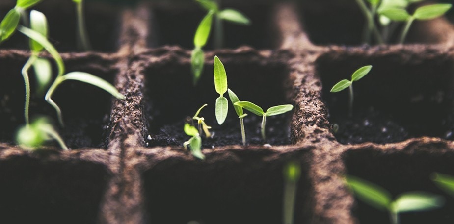 Anlägg din egen kryddträdgård