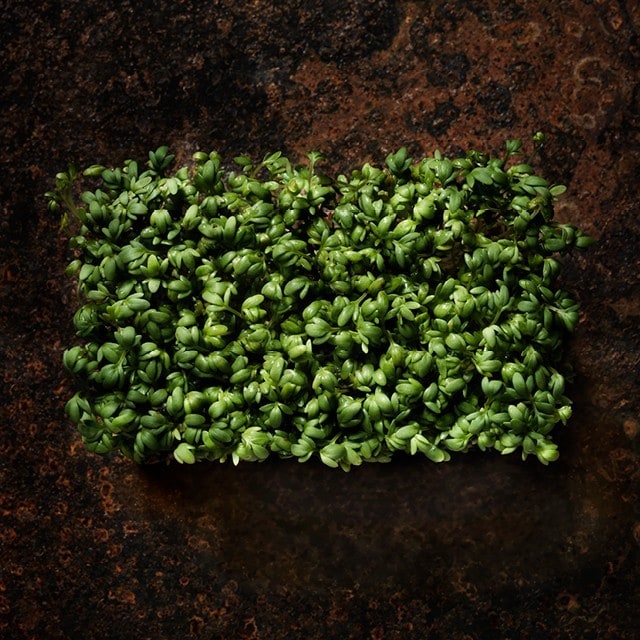 Grodden, en lite näringsbomb färdig att explodera