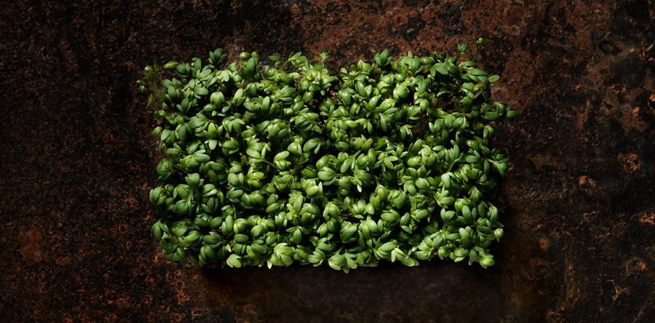 Grodden, en lite näringsbomb färdig att explodera