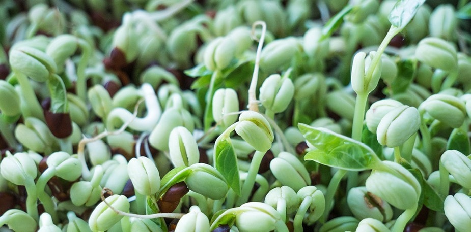 Grodda på men grodda säkert!