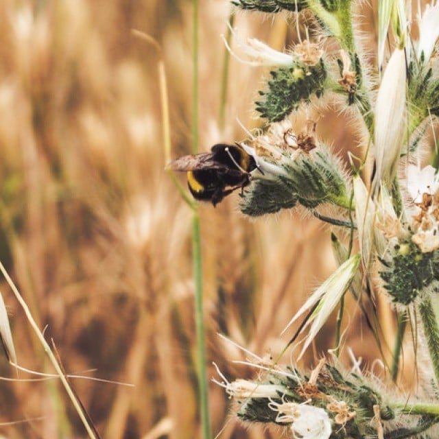 Biologisk mångfald Biologisk mångfald