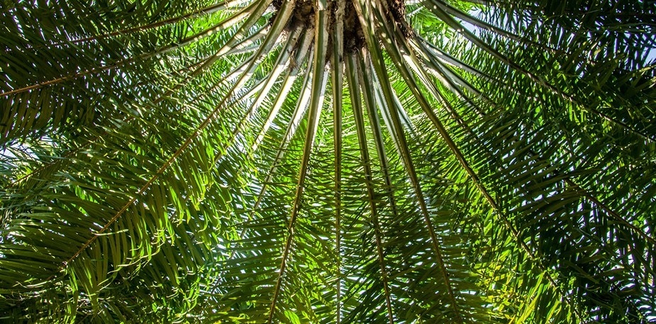 Världen behöver en hållbar palmoljeindustri!